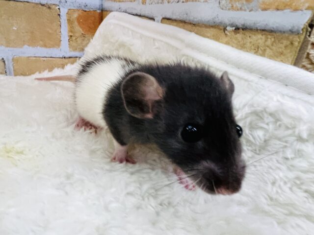 ファンシーラット