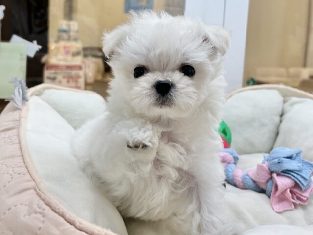 チワマル（マルチワ）