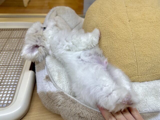 可愛さ満点💕💕🥺ペキマルくん マルペキ