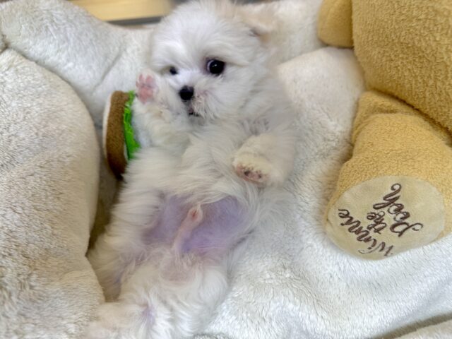 可愛さ満点💕💕🥺ペキマルくん マルペキ