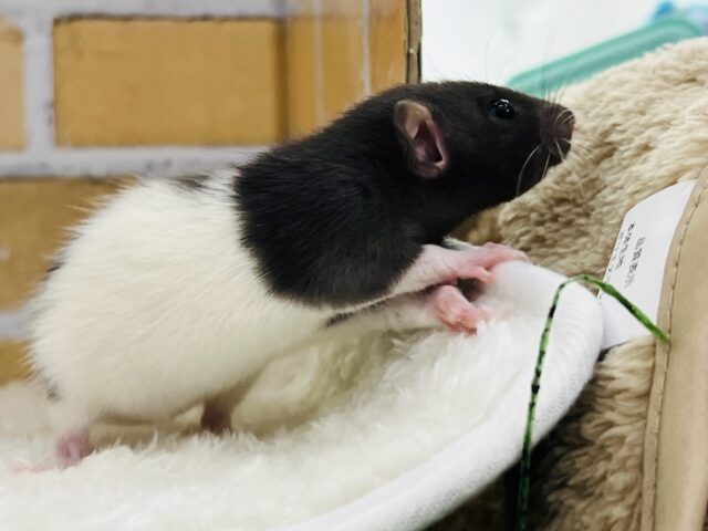 ファンシーラット