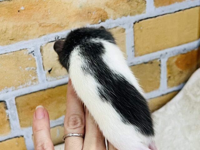 ファンシーラット