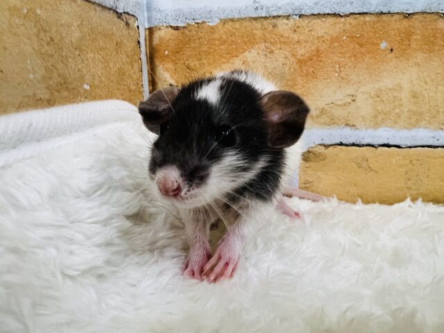 ファンシーラット