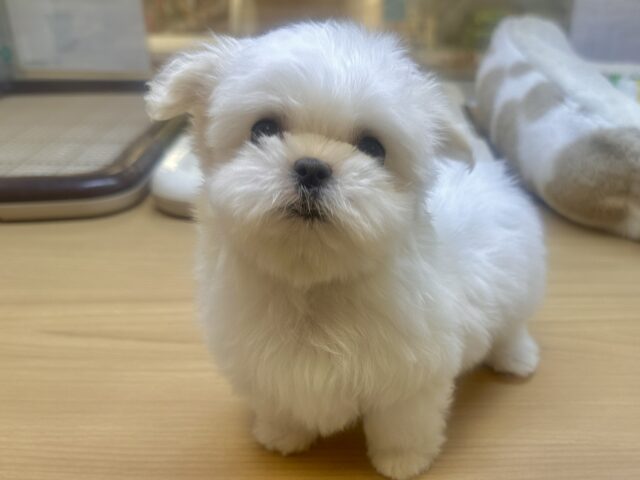 可愛さ満点💕💕🥺ペキマルくん マルペキ