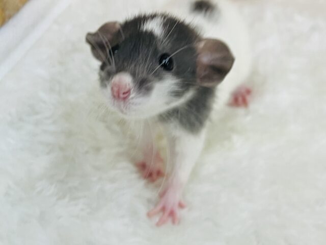 ファンシーラット