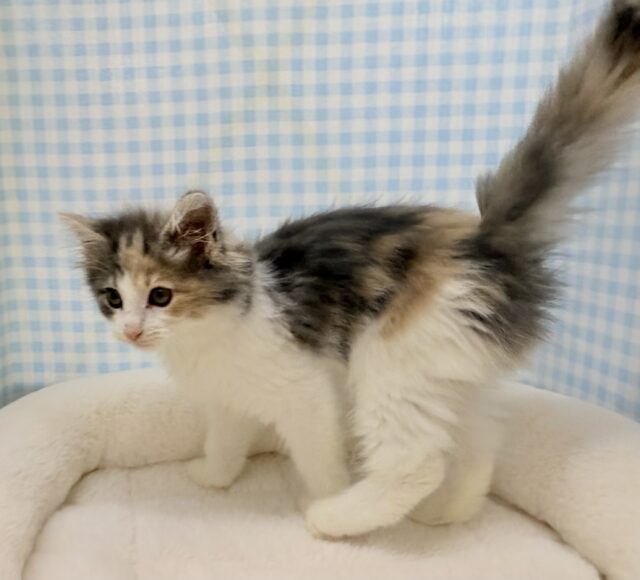 ノルウェージャンフォレストキャット