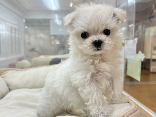 チワマル（マルチワ）