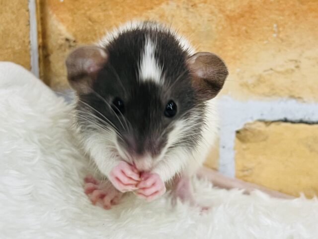 ファンシーラット