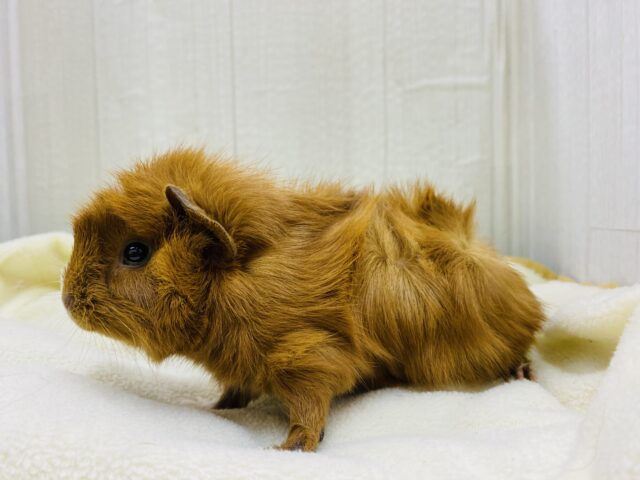 アビシニアンモルモット