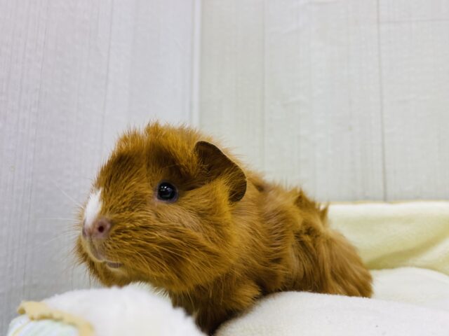 アビシニアンモルモット