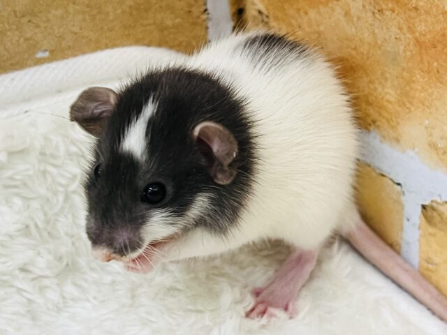 ファンシーラット