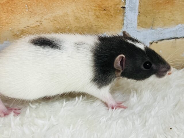 ファンシーラット