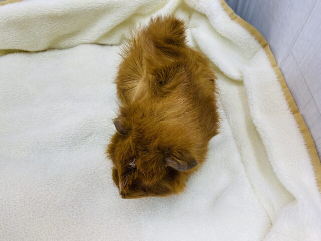 アビシニアンモルモット