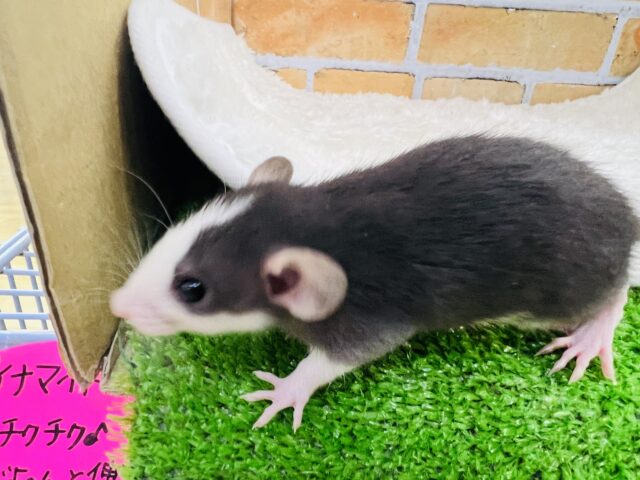 ファンシーラット