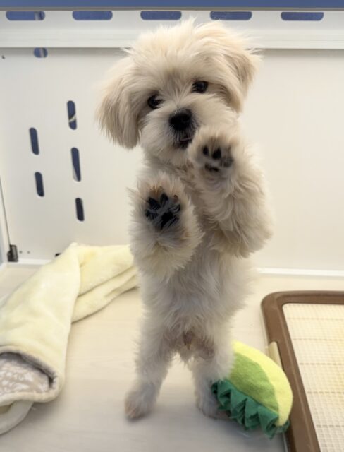 11/28最新📷どすこい体型のペキプーくん☺️ ペキプー