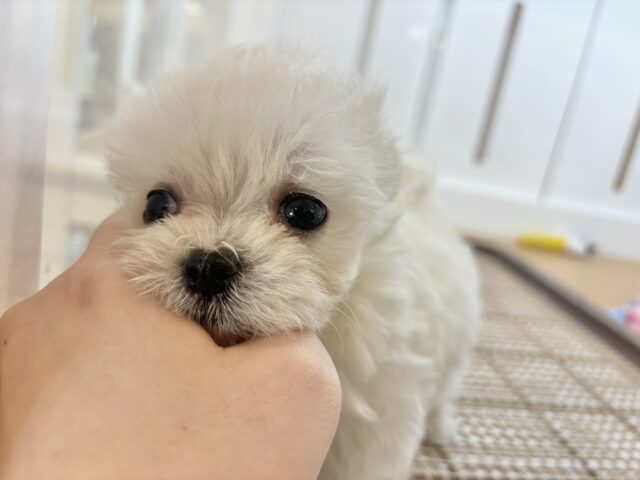 チワマル（マルチワ）