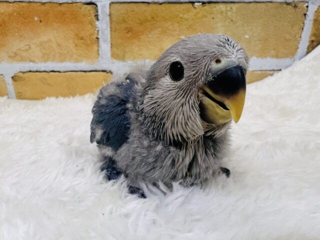 最新画像更新♡深海ブルー💙とても綺麗な1羽です!小桜インコ(バイオレット) コザクラインコ(小桜インコ)