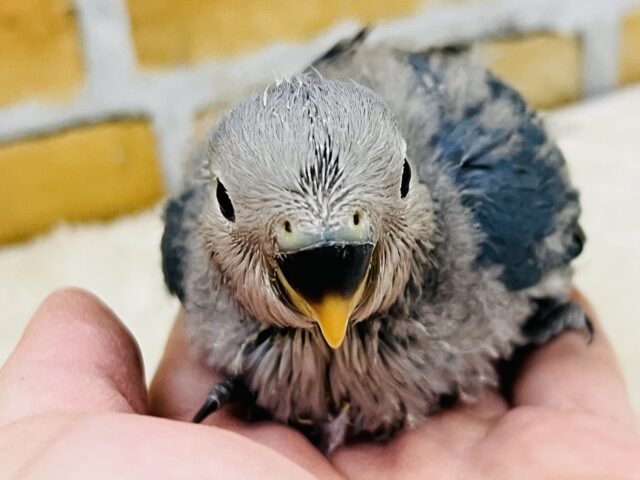 最新画像更新♡深海ブルー💙とても綺麗な1羽です!小桜インコ(バイオレット) コザクラインコ(小桜インコ)
