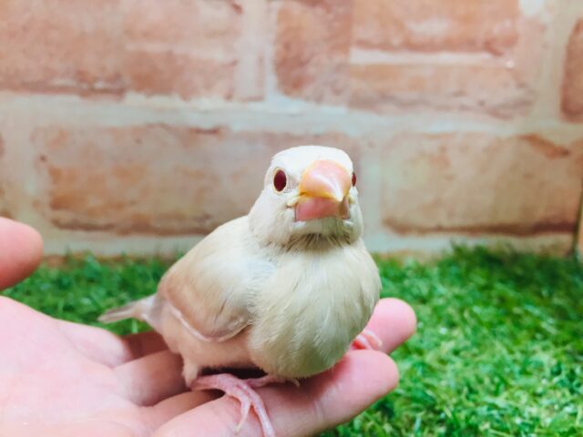 シナモン文鳥