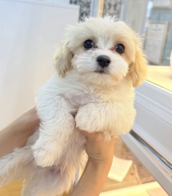 キャバビション