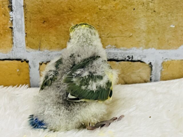 コザクラインコ（小桜インコ）