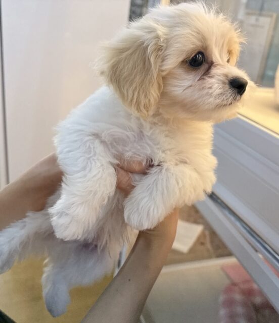 キャバビション