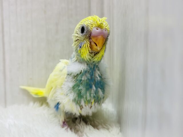 セキセイインコ