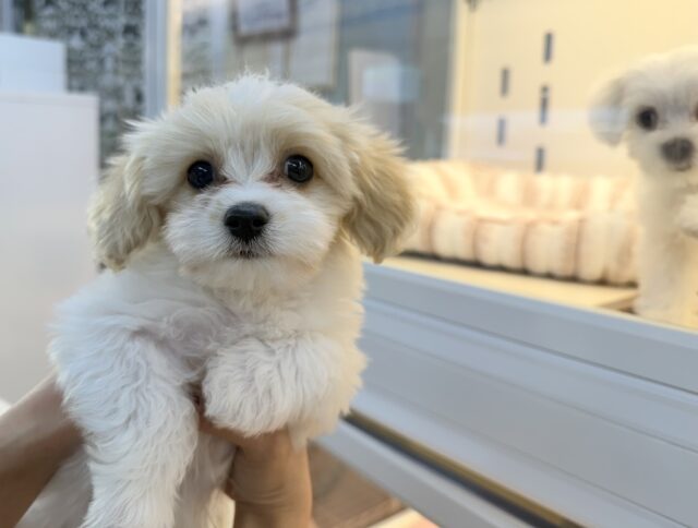 キャバビション