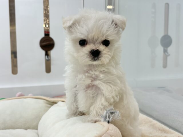 チワマル（マルチワ）