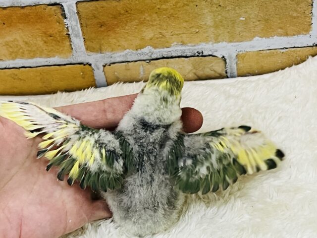 コザクラインコ（小桜インコ）