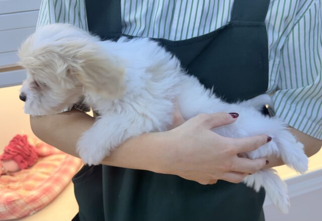 最新📷めちゃカワなキャバビションくん キャバビション