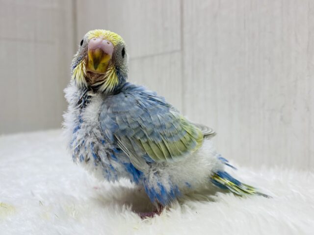 セキセイインコ