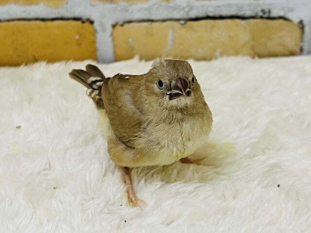 錦花鳥（キンカチョウ）