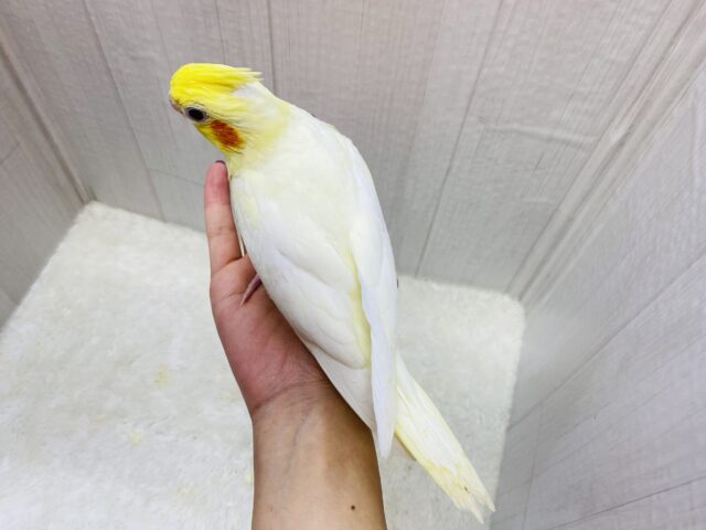 オカメインコ