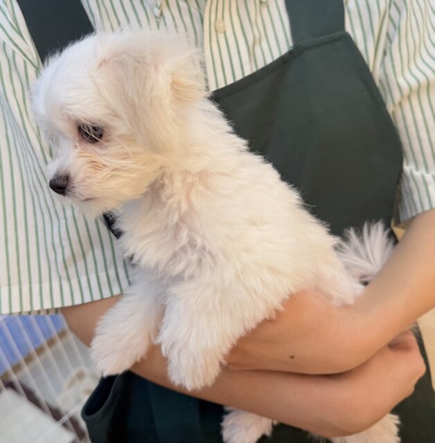 最新📷純白✨マルチーズの女の子😍 マルチーズ