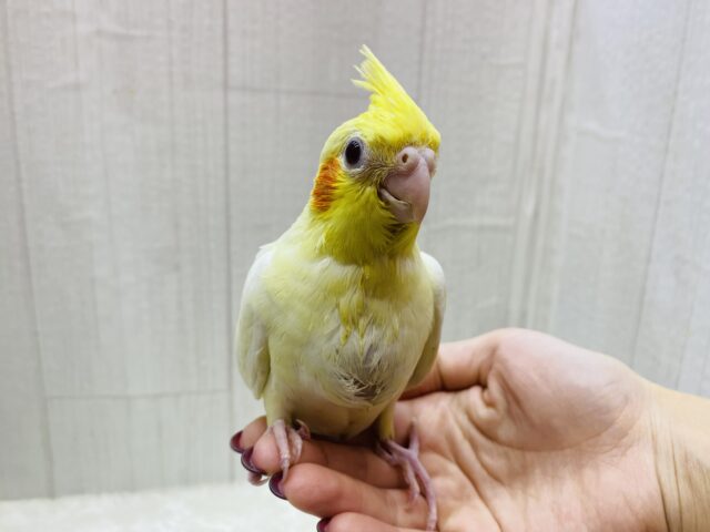 オカメインコ