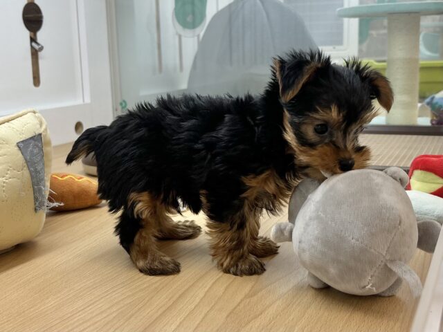 ヨークシャテリア