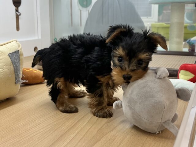 ヨークシャテリア