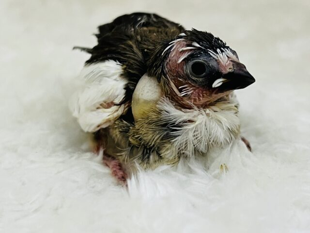 十姉妹（ジュウシマツ）