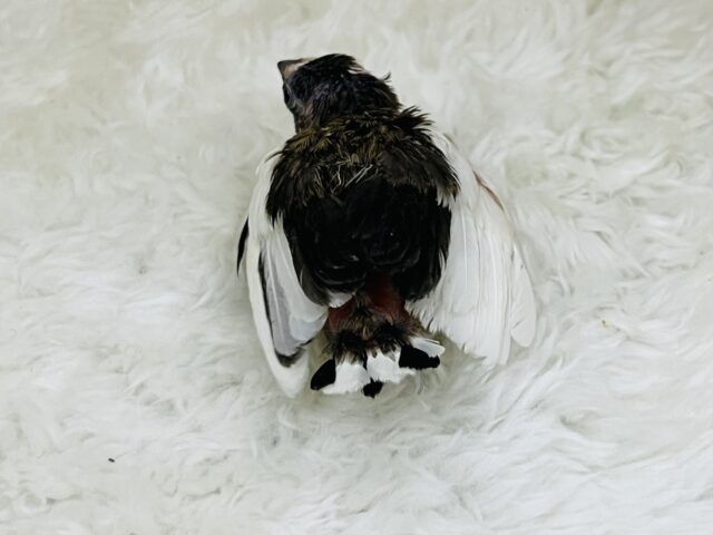 昆布モリモリおにぎり🍙ミーミー♫十姉妹✨ 十姉妹(ジュウシマツ)