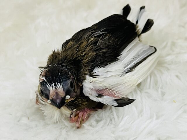 十姉妹（ジュウシマツ）