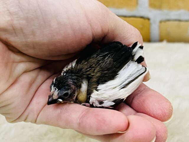 昆布モリモリおにぎり🍙ミーミー♫十姉妹✨ 十姉妹(ジュウシマツ)