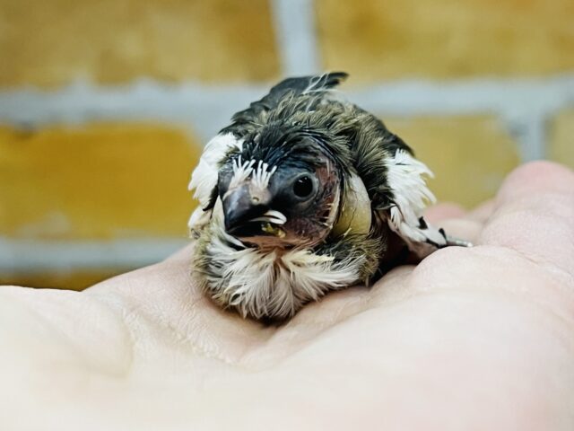 昆布モリモリおにぎり🍙ミーミー♫十姉妹✨ 十姉妹(ジュウシマツ)