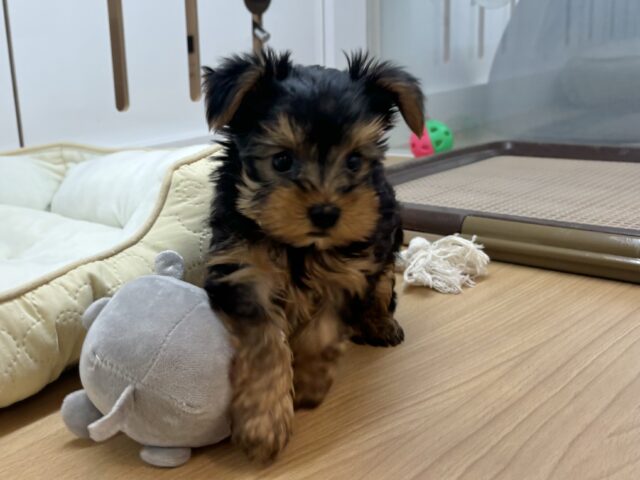 ヨークシャテリア