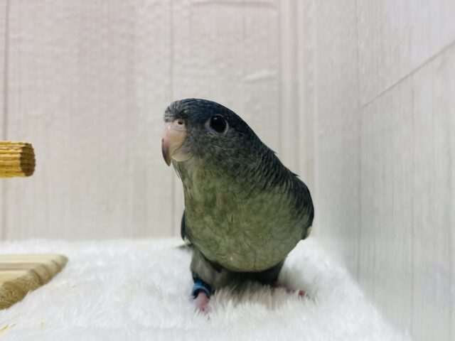 サザナミインコ