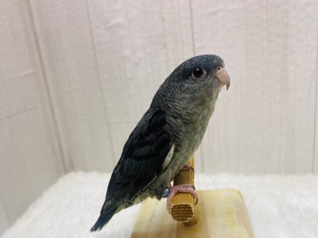 サザナミインコ