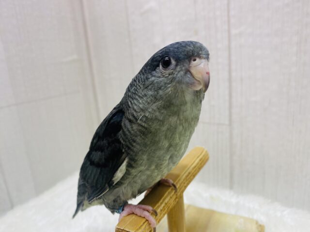 サザナミインコ