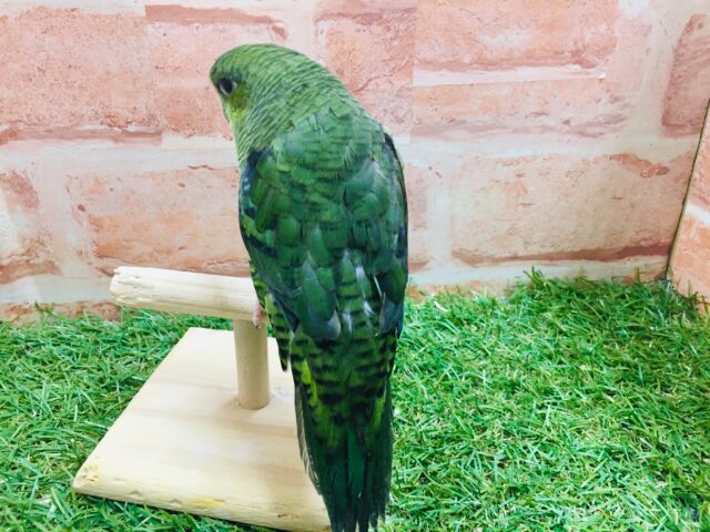 サザナミインコ