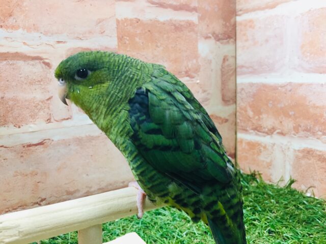 サザナミインコ