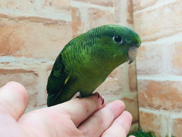 サザナミインコ